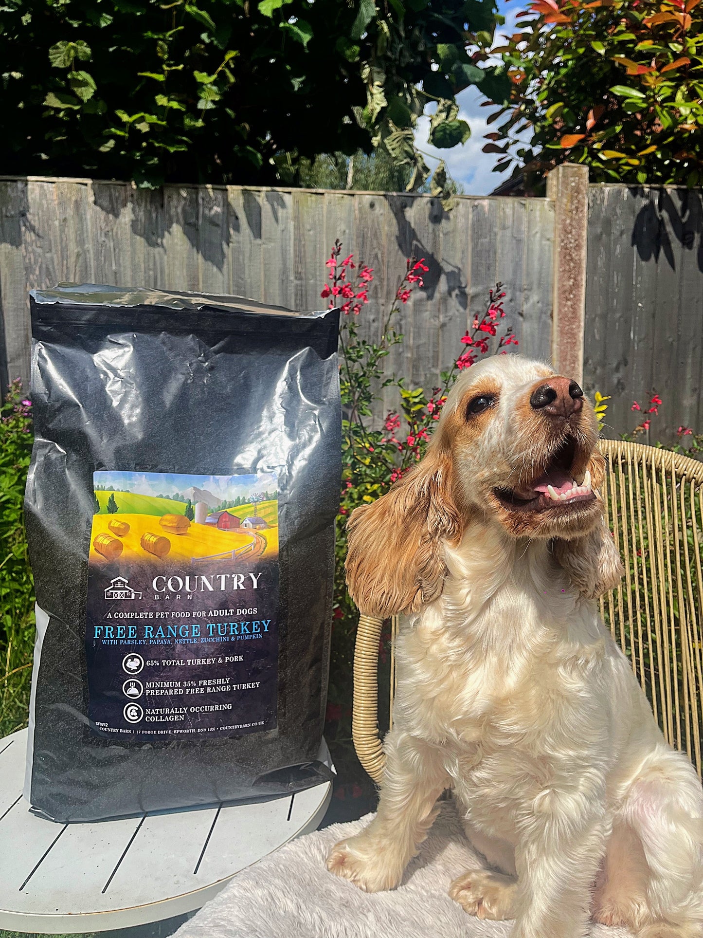 Dog beside Country Barn Turkey & Pork Adult Dog Food