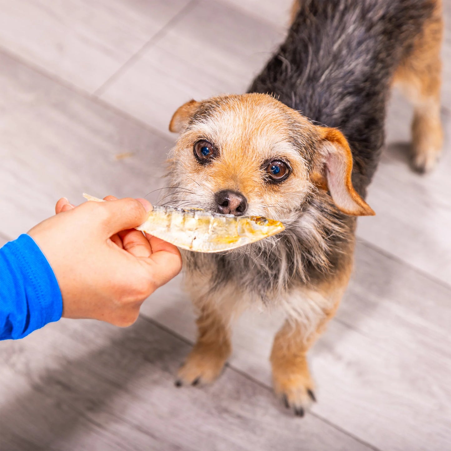 Dog being fed natural dog treats by a person on a wooden floor.