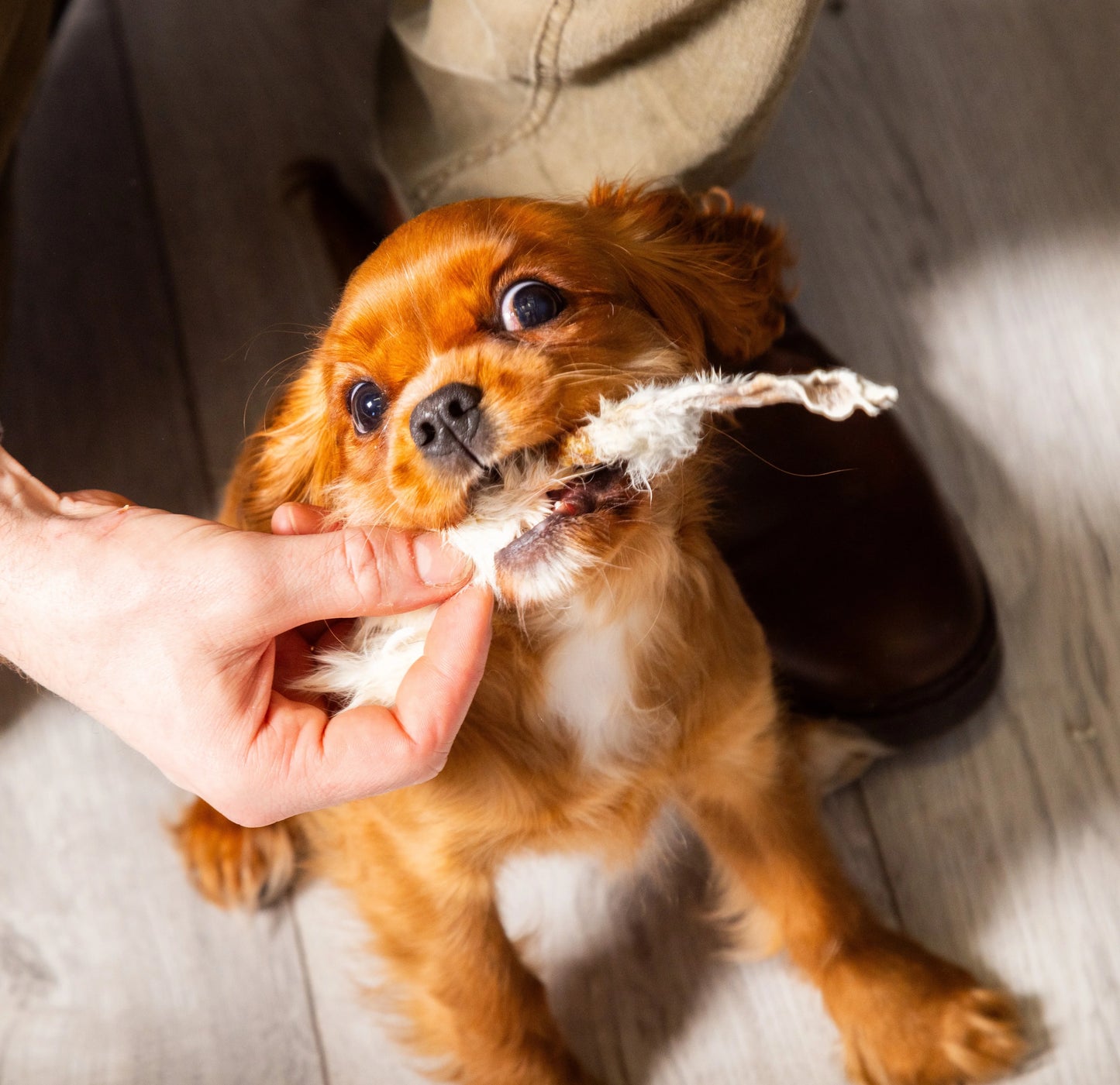 Small brown dog chewing on hairy rabbit ears natural dog treats held by a person's hand on a wooden floor.