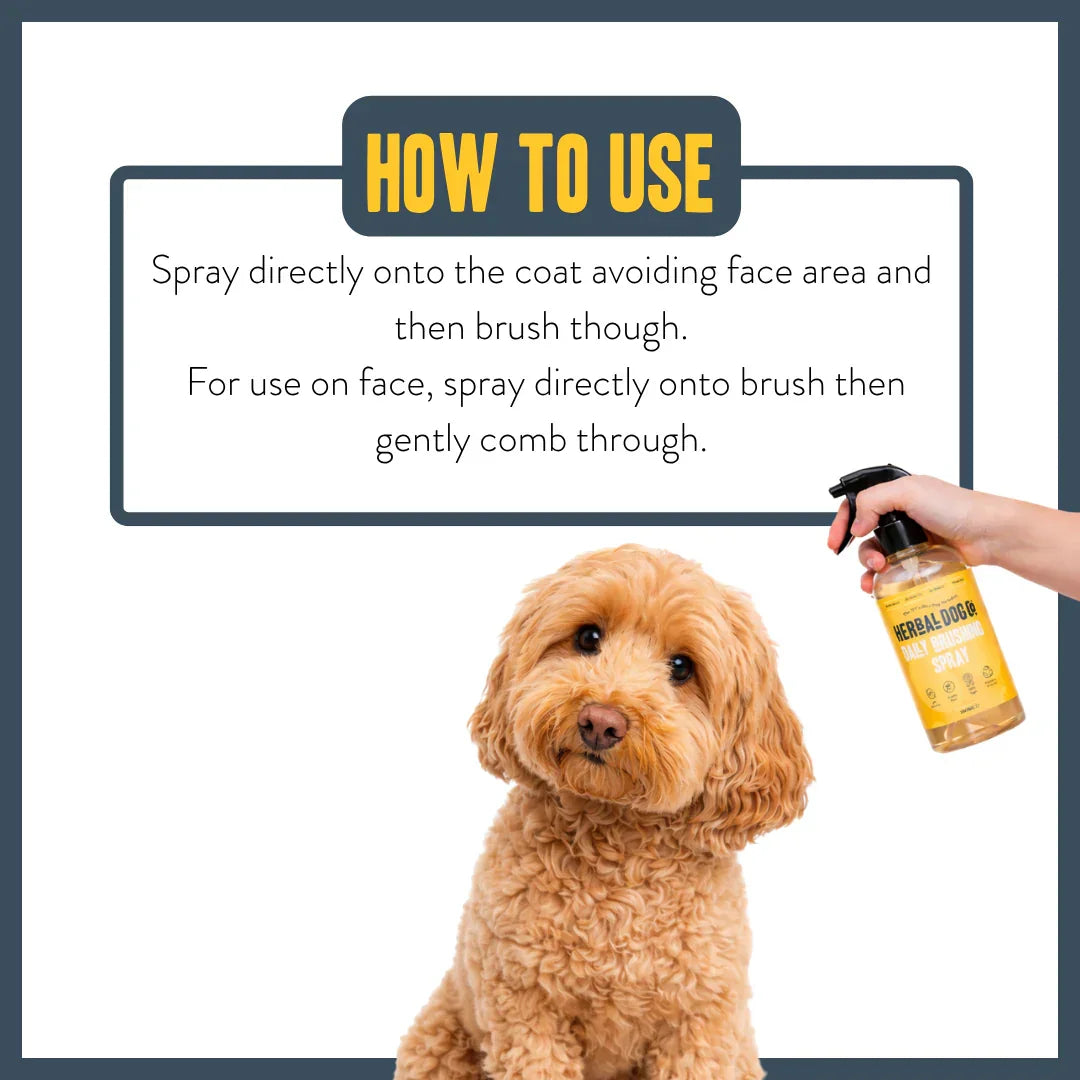 Applying dog brushing spray before grooming and brushing
