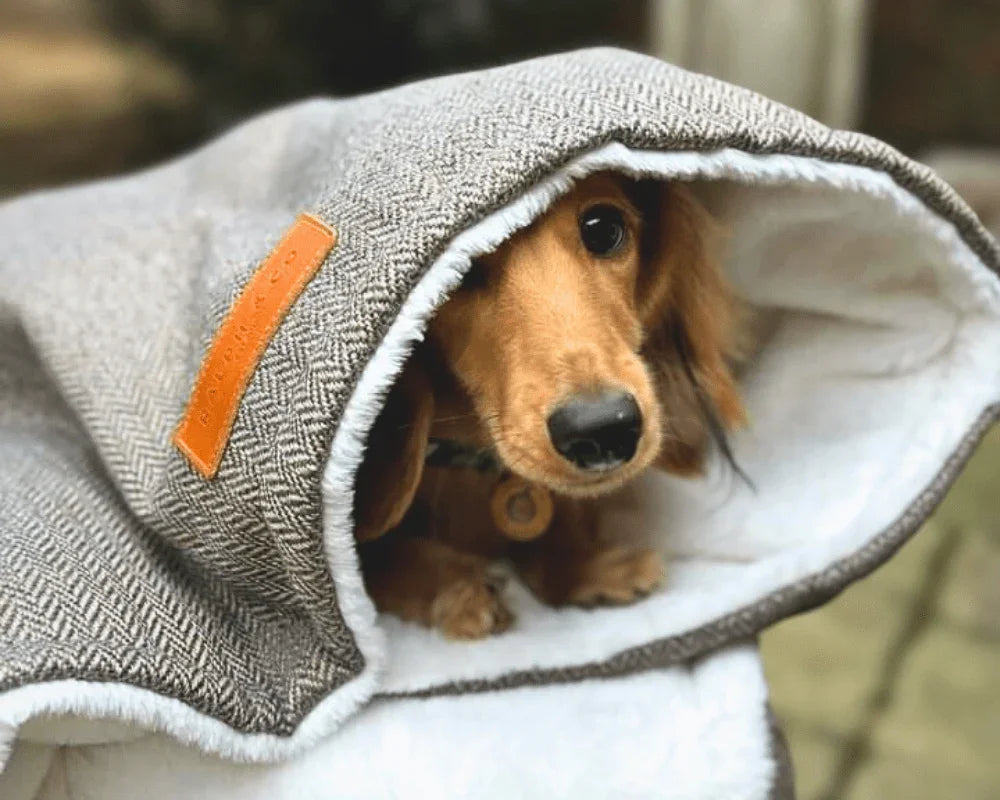 Dog wrapped inside a Ralph & Co dog blanket showing cosy indoor use