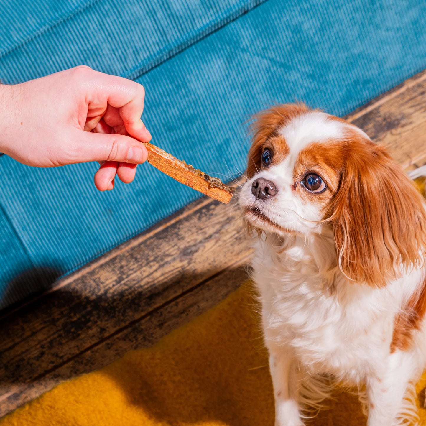 Small brown and white dog eagerly waiting to be fed by a hand holding a natural dog treats.