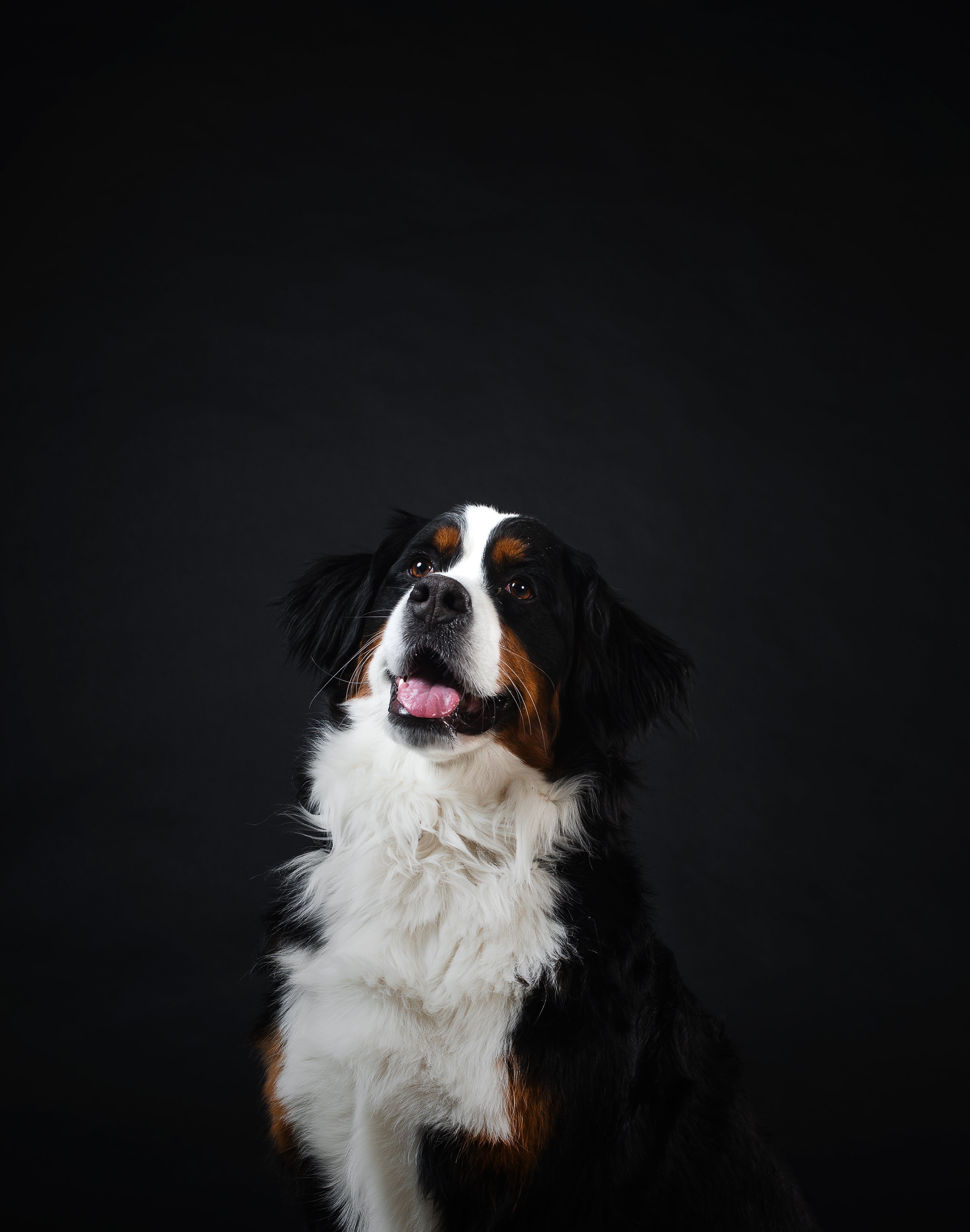 A young Saint Bernard dog sat and looking up excitedly waiting to be given some natural dog treats.