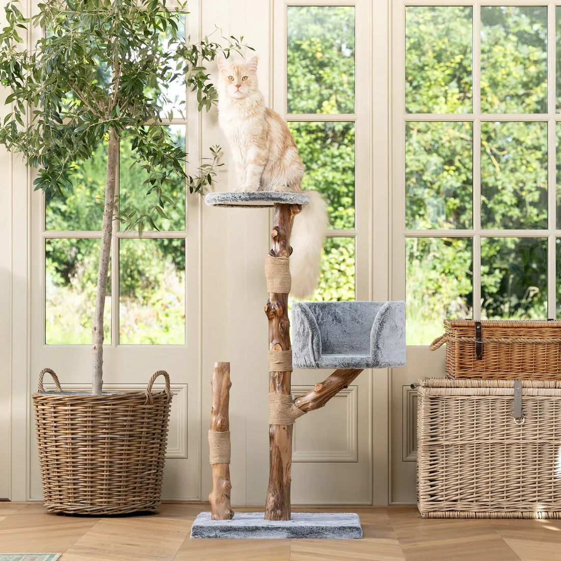 Indoor cat tree with a large long haired cat resting on the top platform