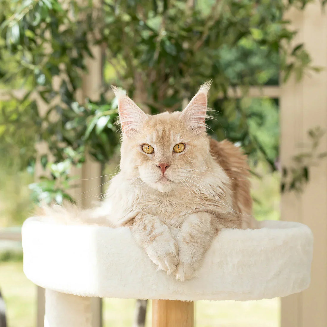 Large Maine Coon resting on a tall cat tree for large cats
