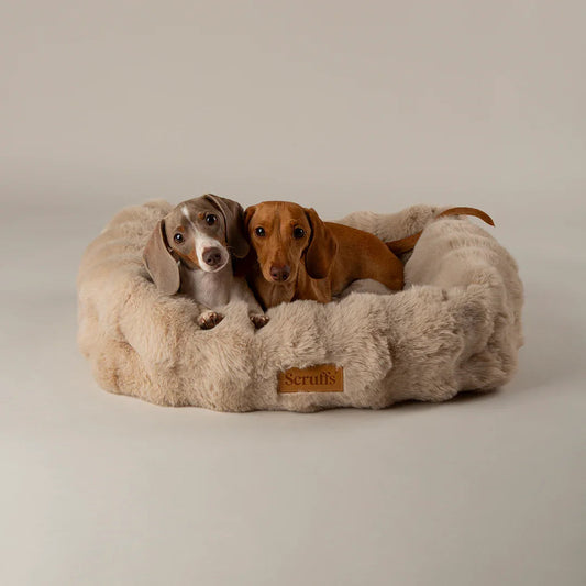 Best dog beds example with two dachshunds resting in a soft plush dog bed