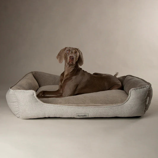 Best dog bed for joint problems with senior dog resting comfortably