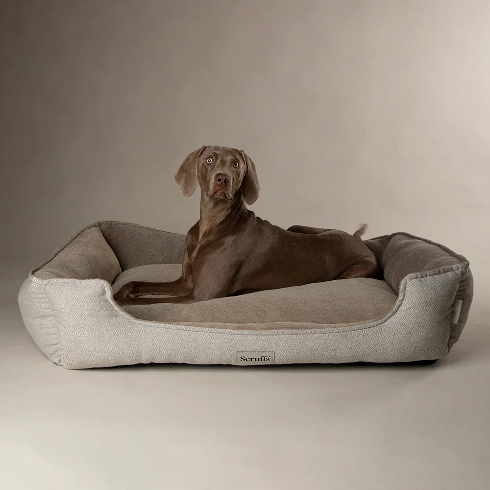 Best dog bed for joint support with senior dog resting comfortably