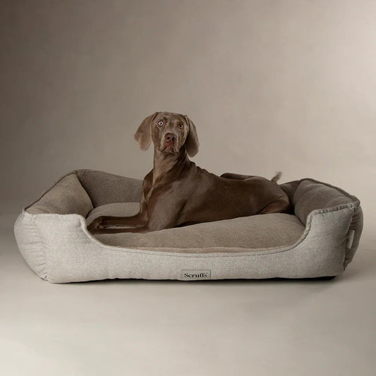Best dog bed for joint support with senior dog resting comfortably