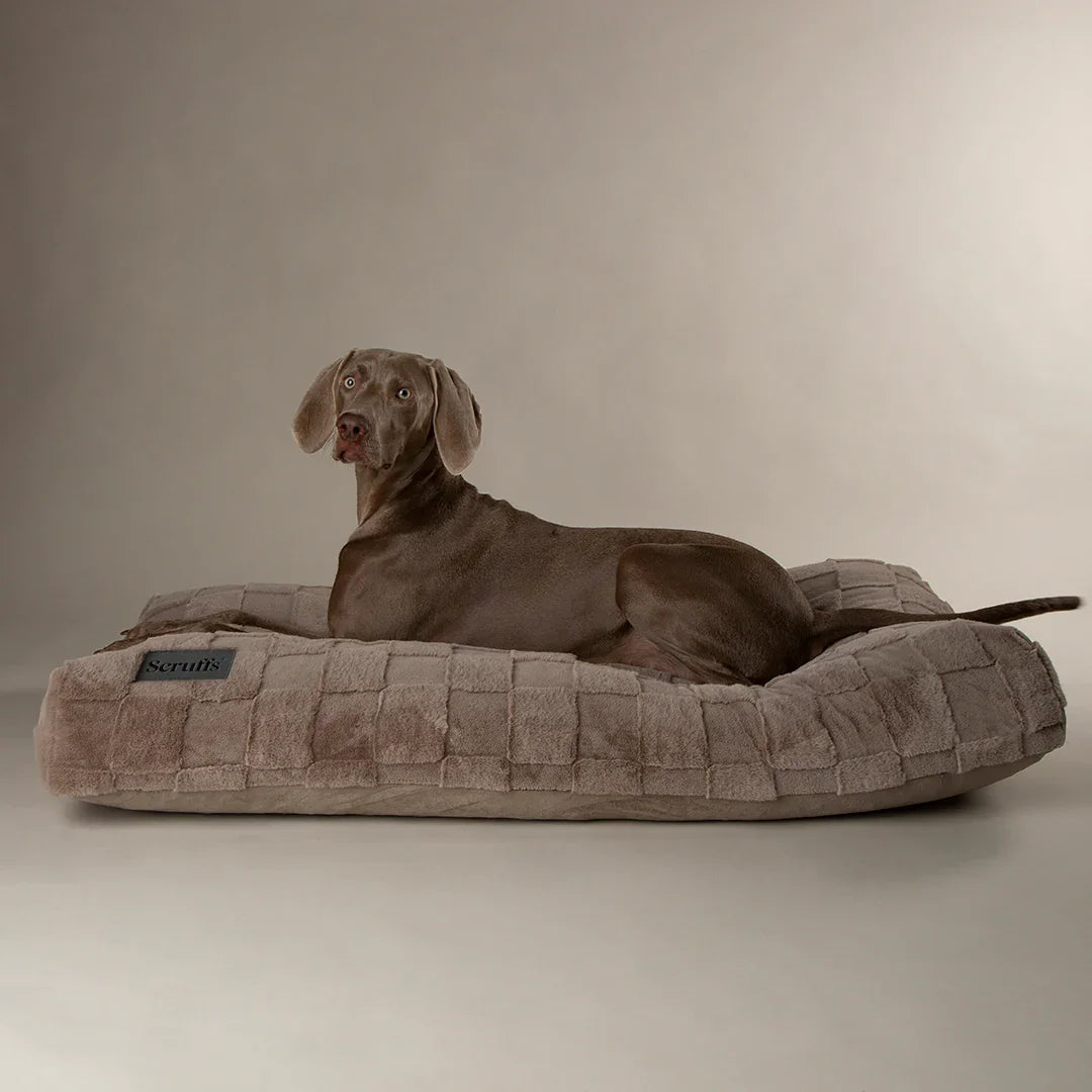 Large dog resting on a thick supportive dog bed suitable for large breeds