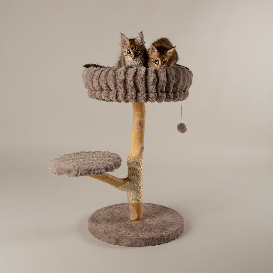 Two kittens on a cat tree with a neutral background