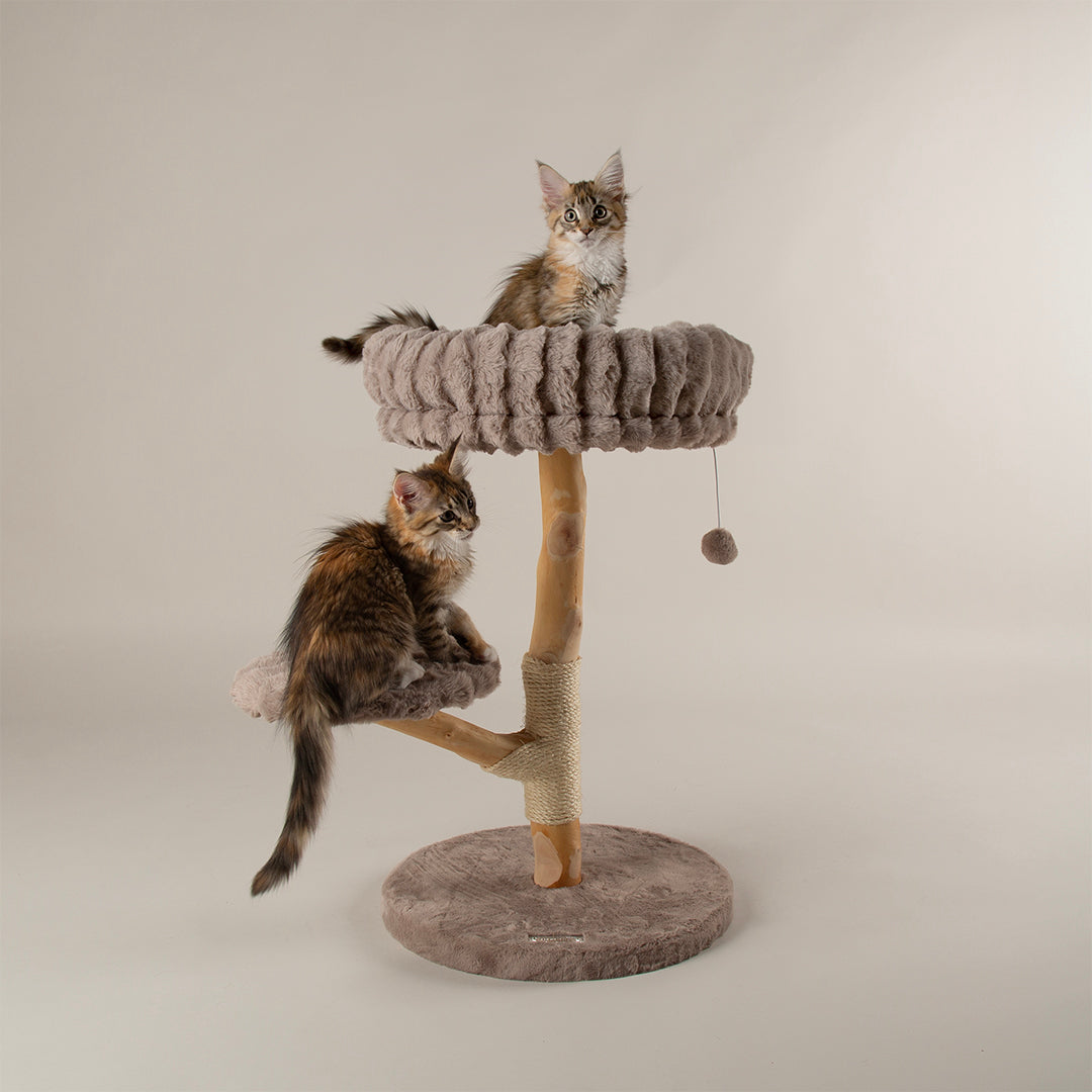 Two cats on a cat tree with a plain background