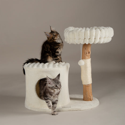 Two cats on a cat tree with a plain background