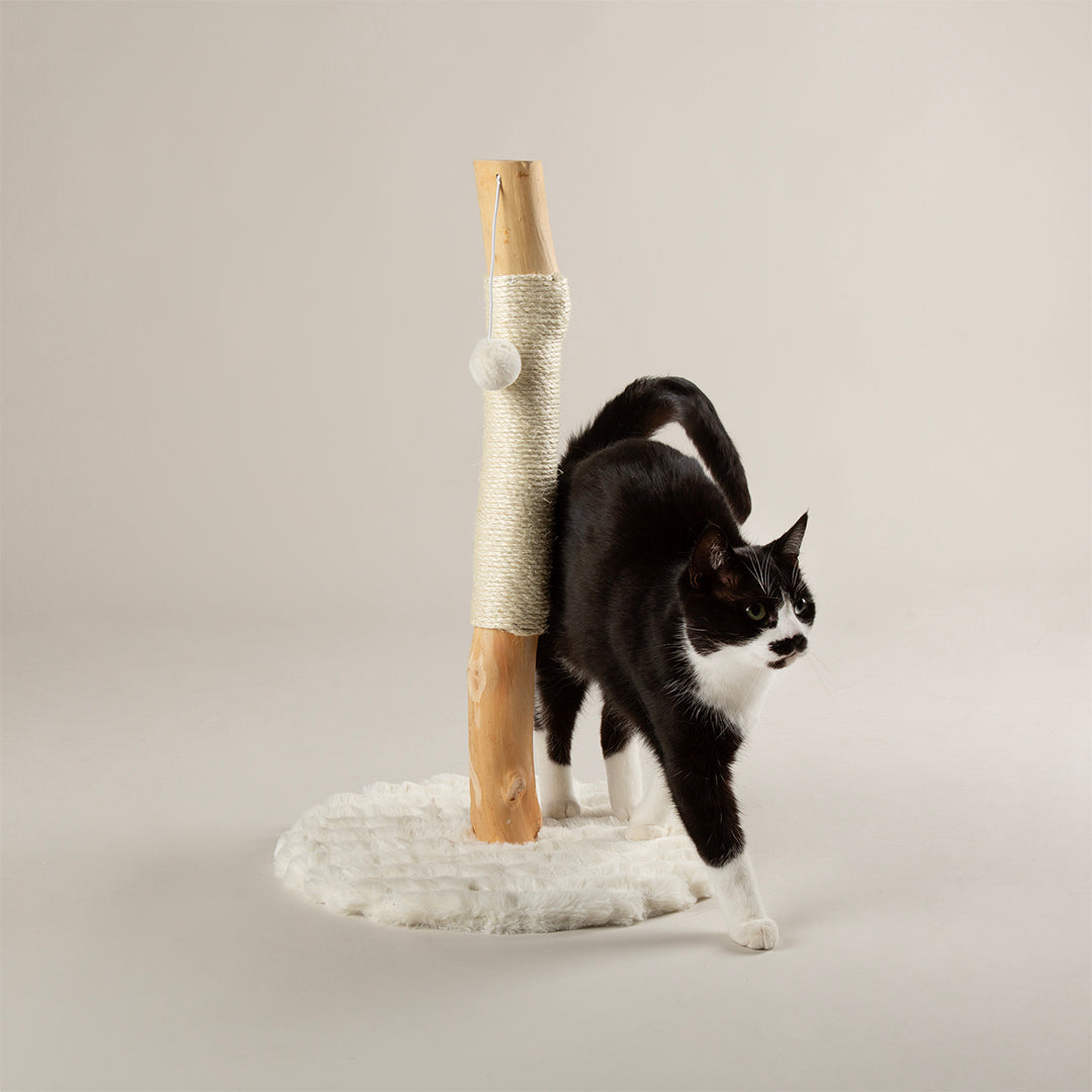 Black and white cat climbing a wooden cat scratching post with white cushion on a plain background