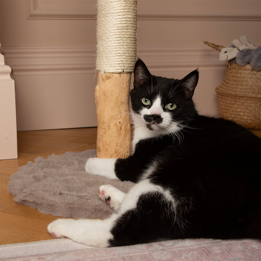 Black and white cat lying on a rug next to a cat scratching post