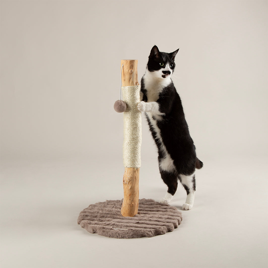 Cat climbing a wooden cat scratching post on a plain background