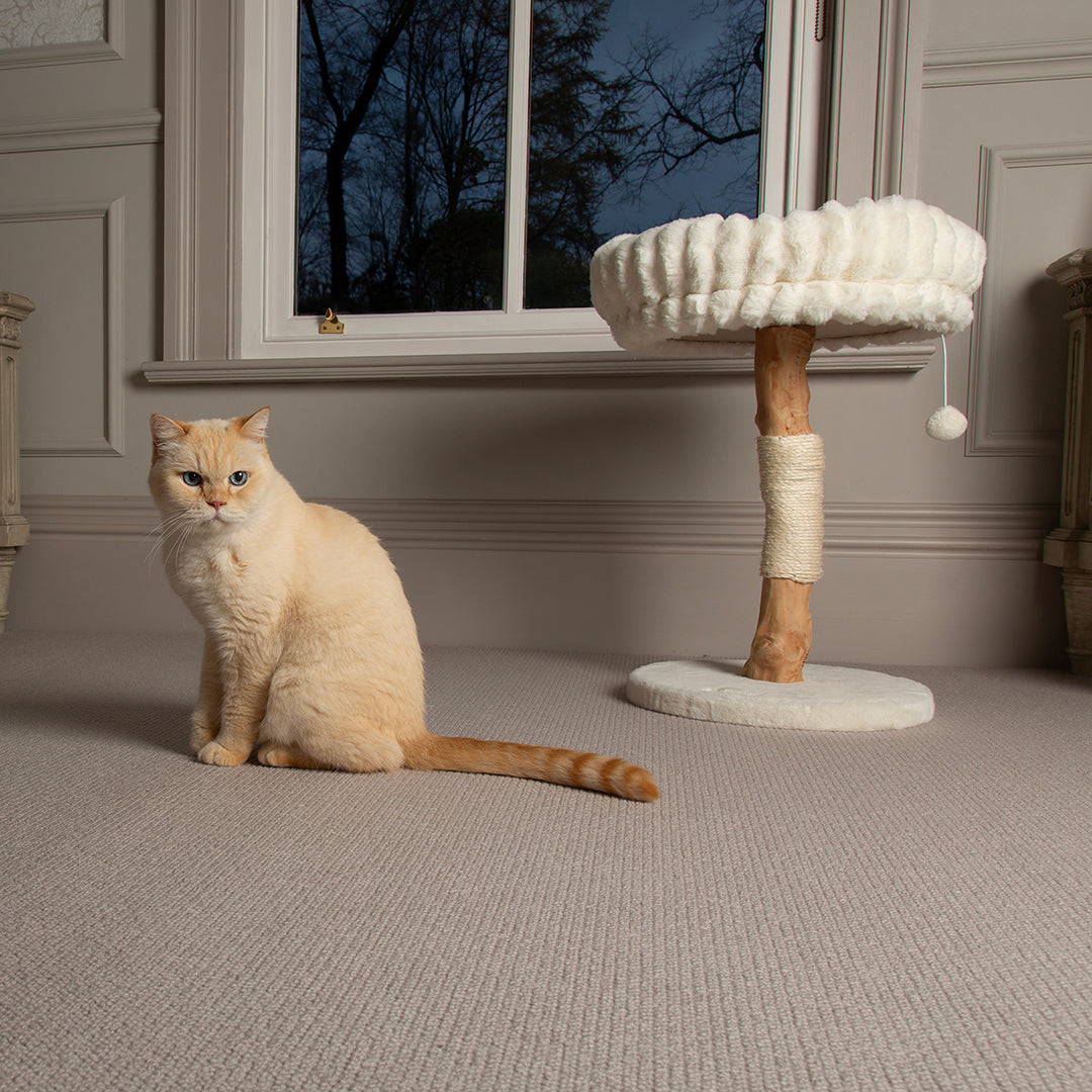 Cat sitting on a carpeted floor next to a cream cat tree with a window in the background