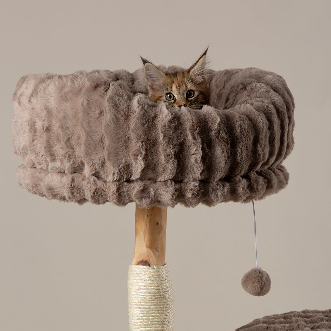 Cat sitting on a fluffy beige cat tree with a beige background