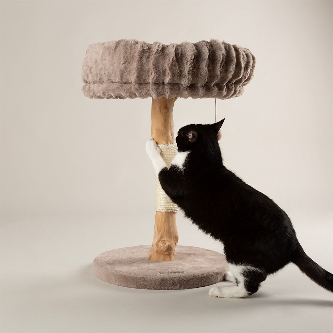 Cat climbing a cat tree with a soft cushioned top on a plain background
