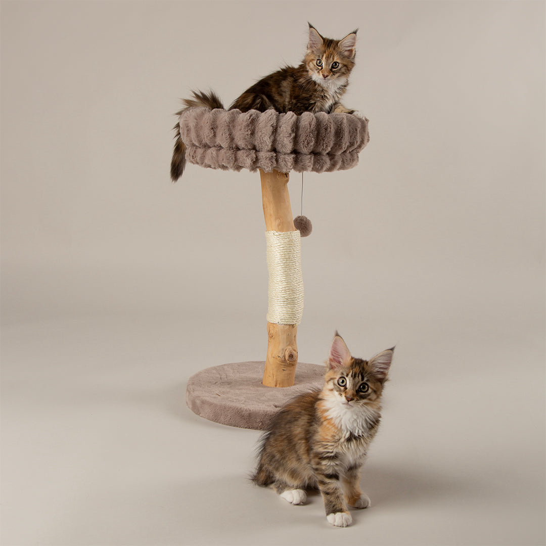 Two kittens on a cat tree with a neutral background