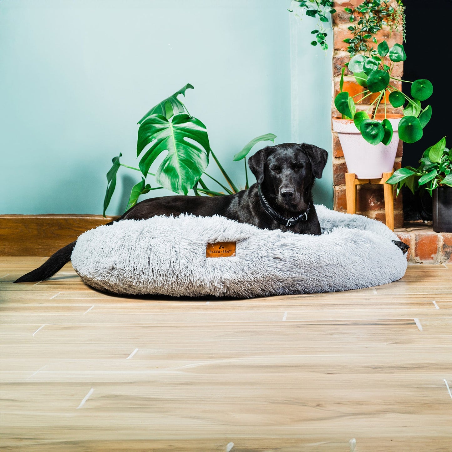 Large dog resting on Baker & Bray calming donut dog bed light grey