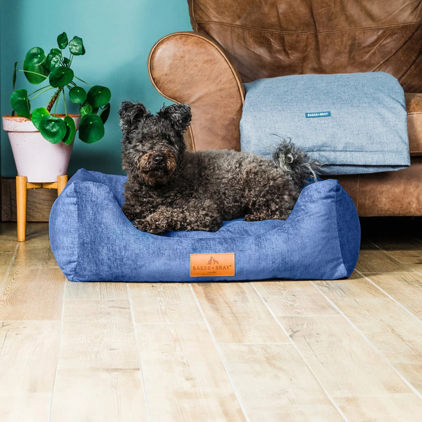 Dog lying on Baker & Bray ultimate orthopaedic dog bed regal blue in living room