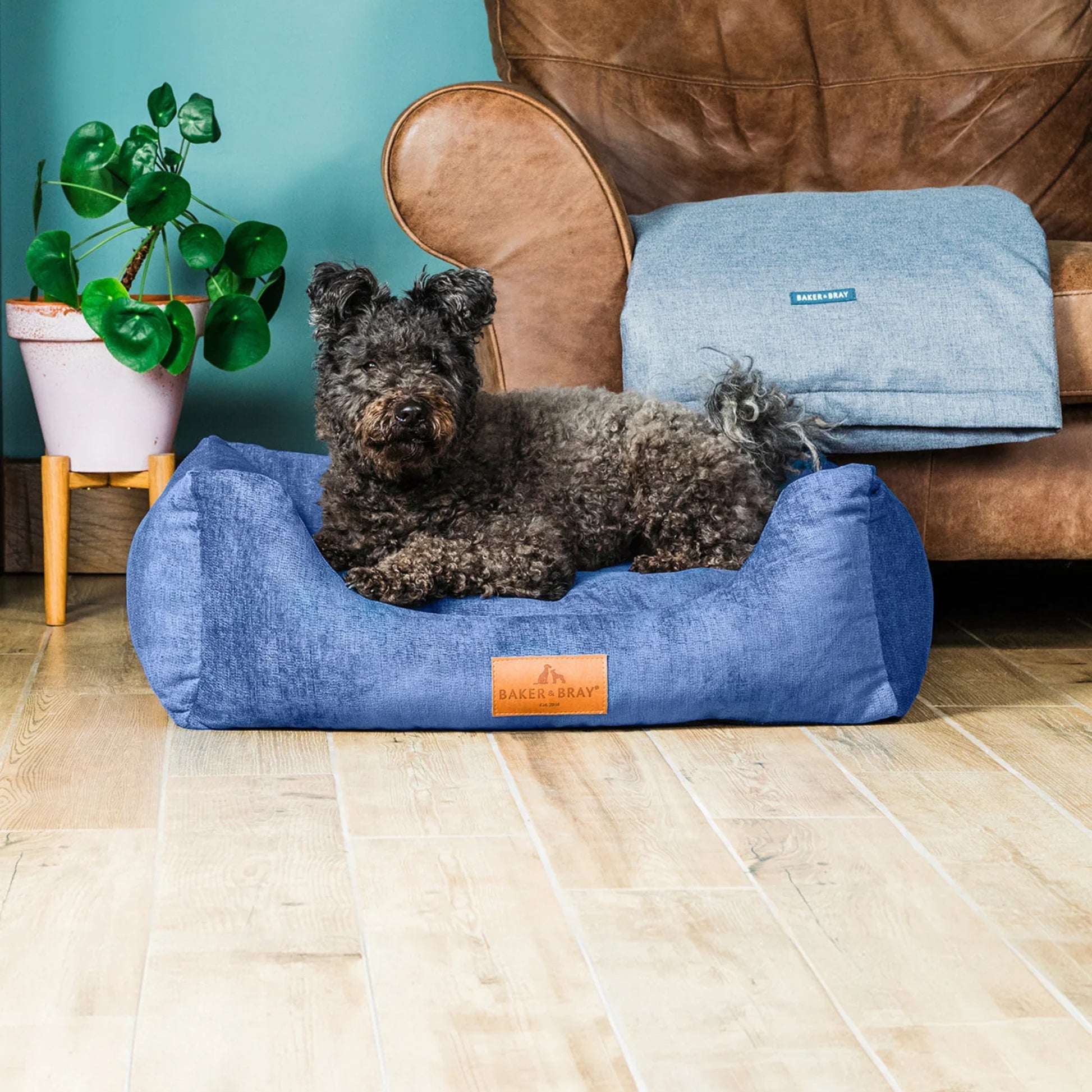 Dog lying on Baker & Bray ultimate orthopaedic dog bed regal blue in living room