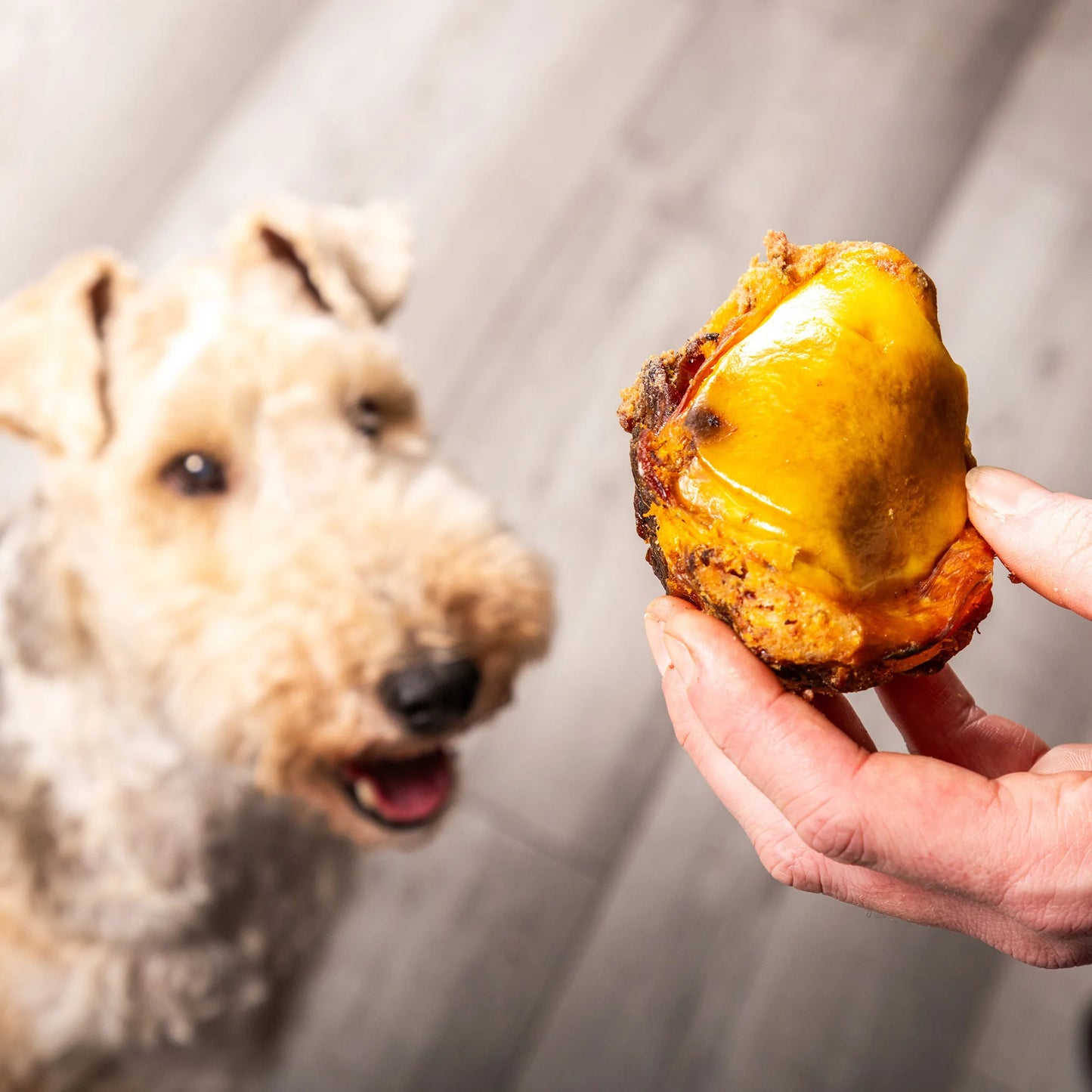 Person holding beef knees natural dog treats in front of a dog with a blurred background
