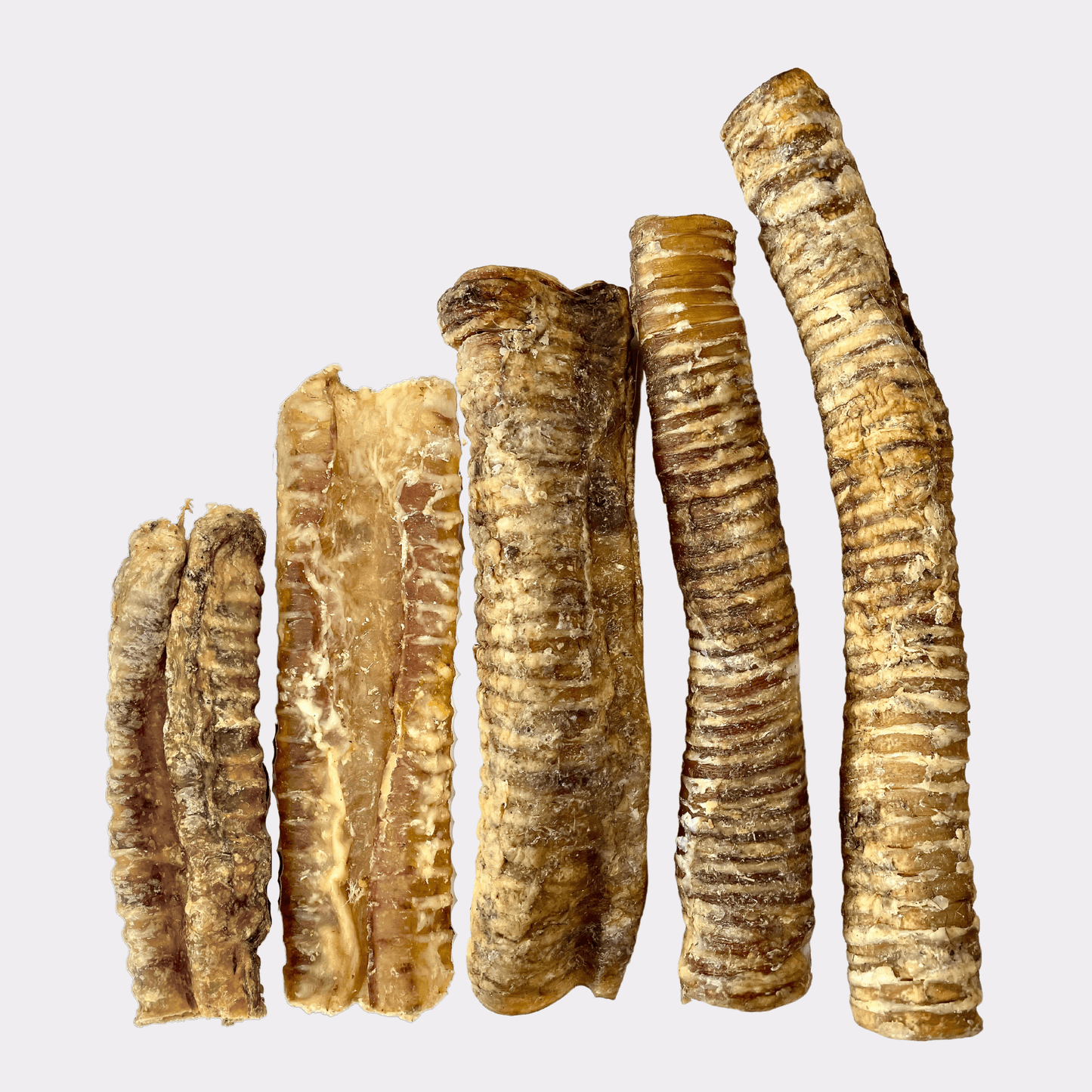 5 different sized beef trachea natural dog treats next to each other on an all white background.