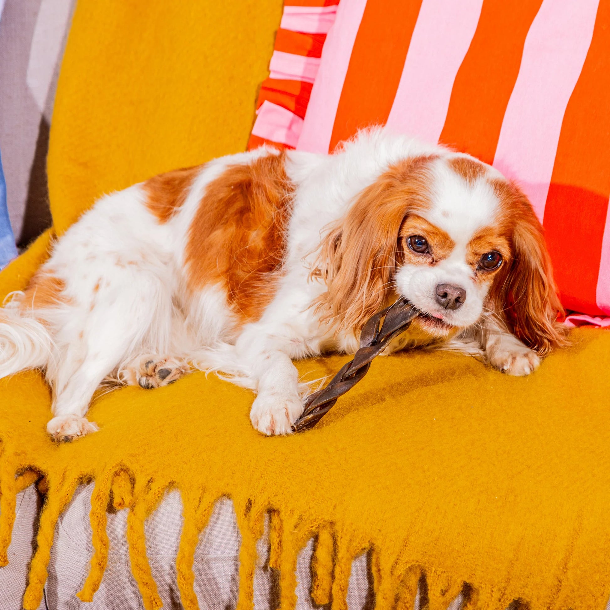 Dog chewing on braided lamb skins natural dog treats on a yellow couch with red and white striped cushions