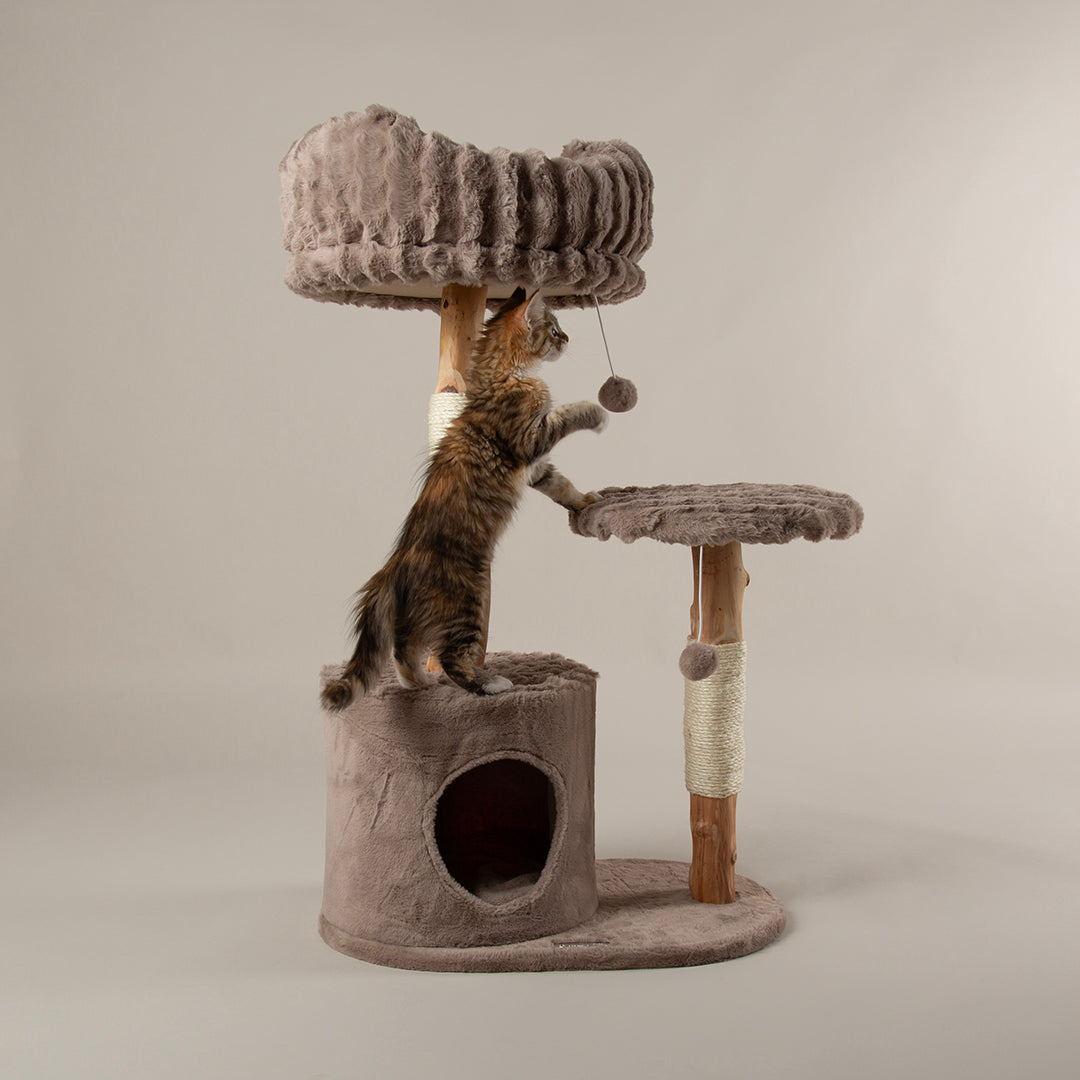 Cat playing with a cat tree tower on a plain background.