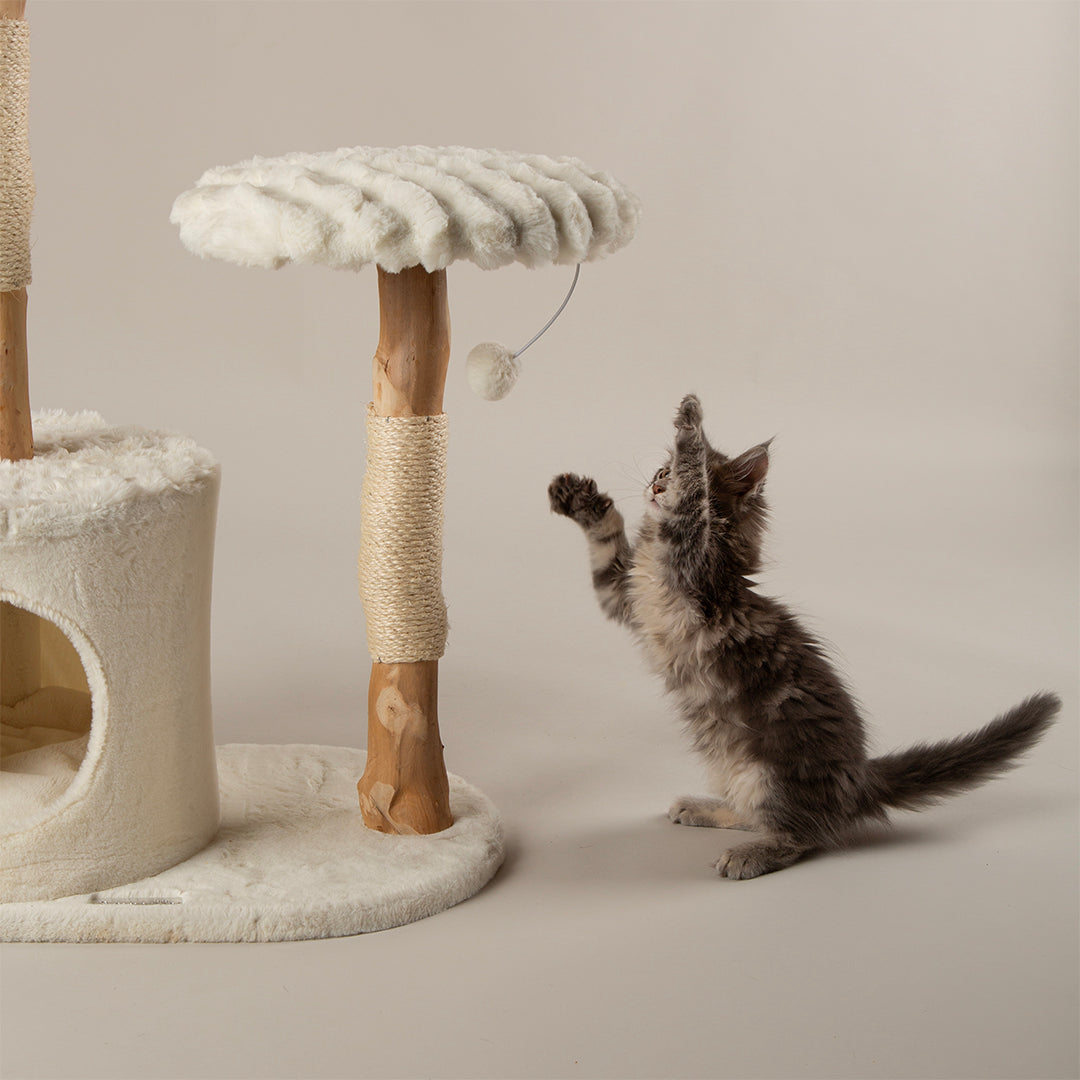 Kitten playing with a cat tree tower on a plain background