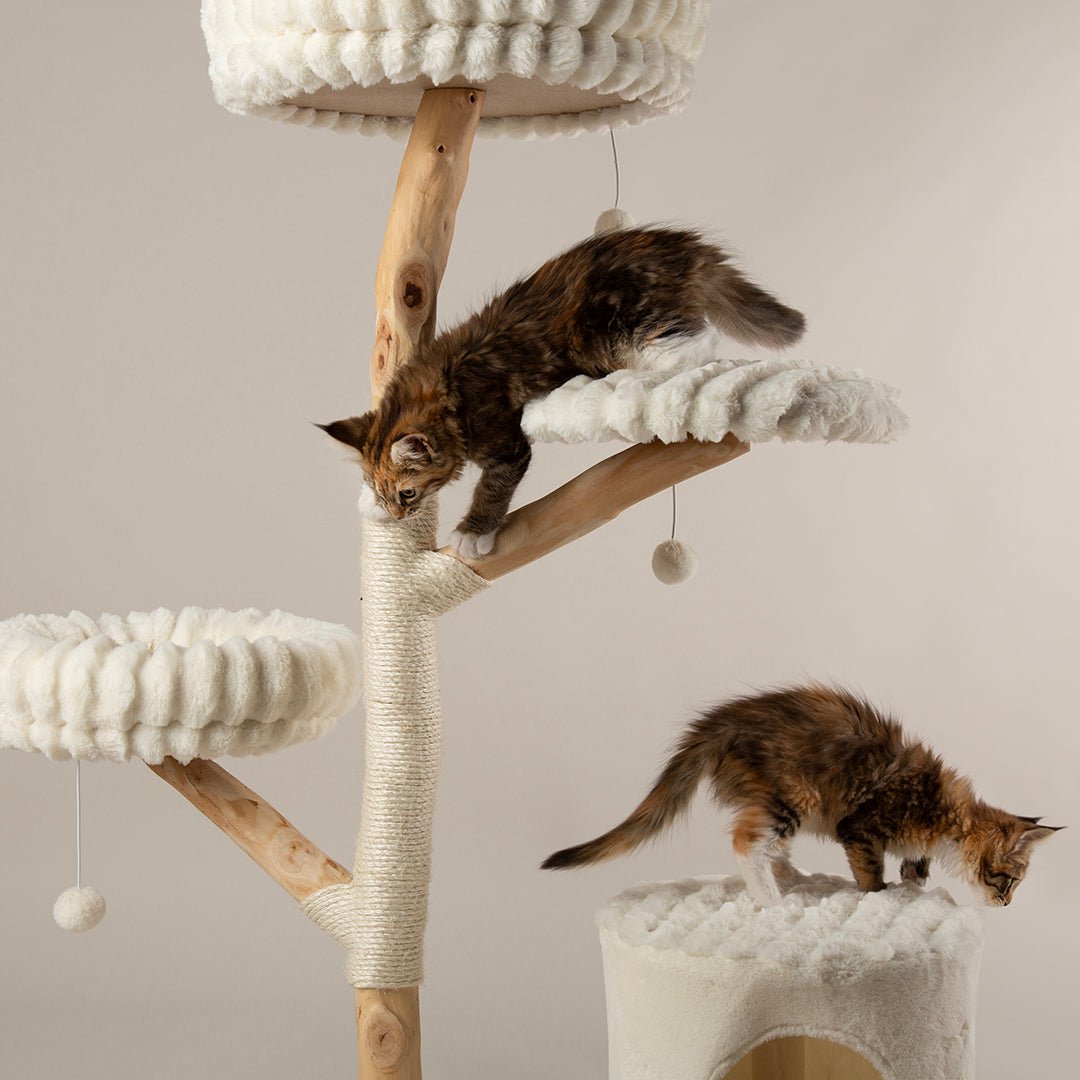 Two cats playing on a wooden cat tree tower with cream cushioned platforms.