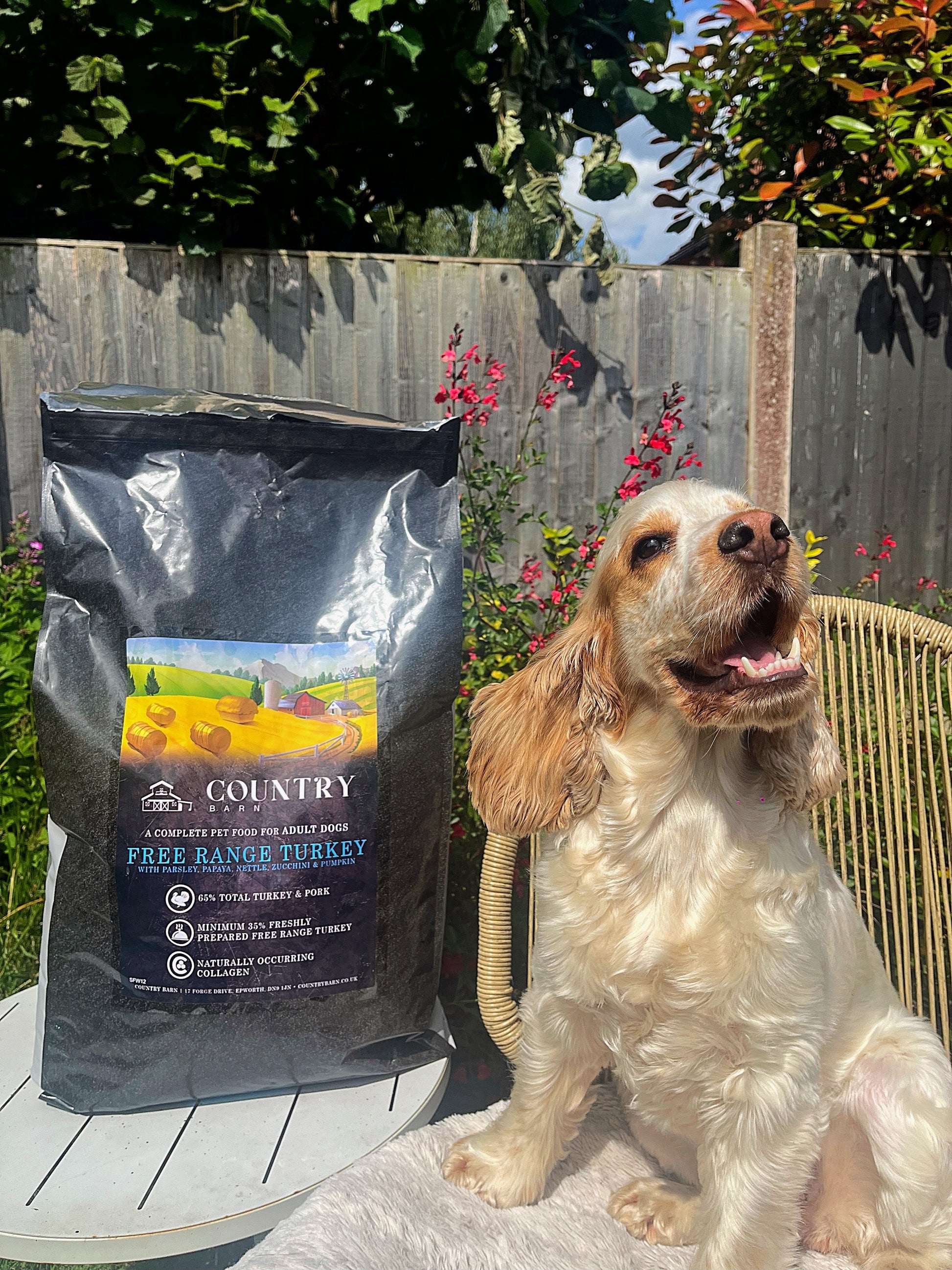 Dog beside Country Barn Turkey & Pork Adult Dog Food