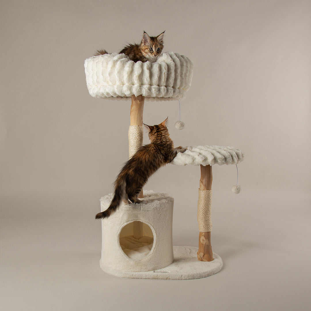 Two cats on a multi-level cat tree tower with beige background