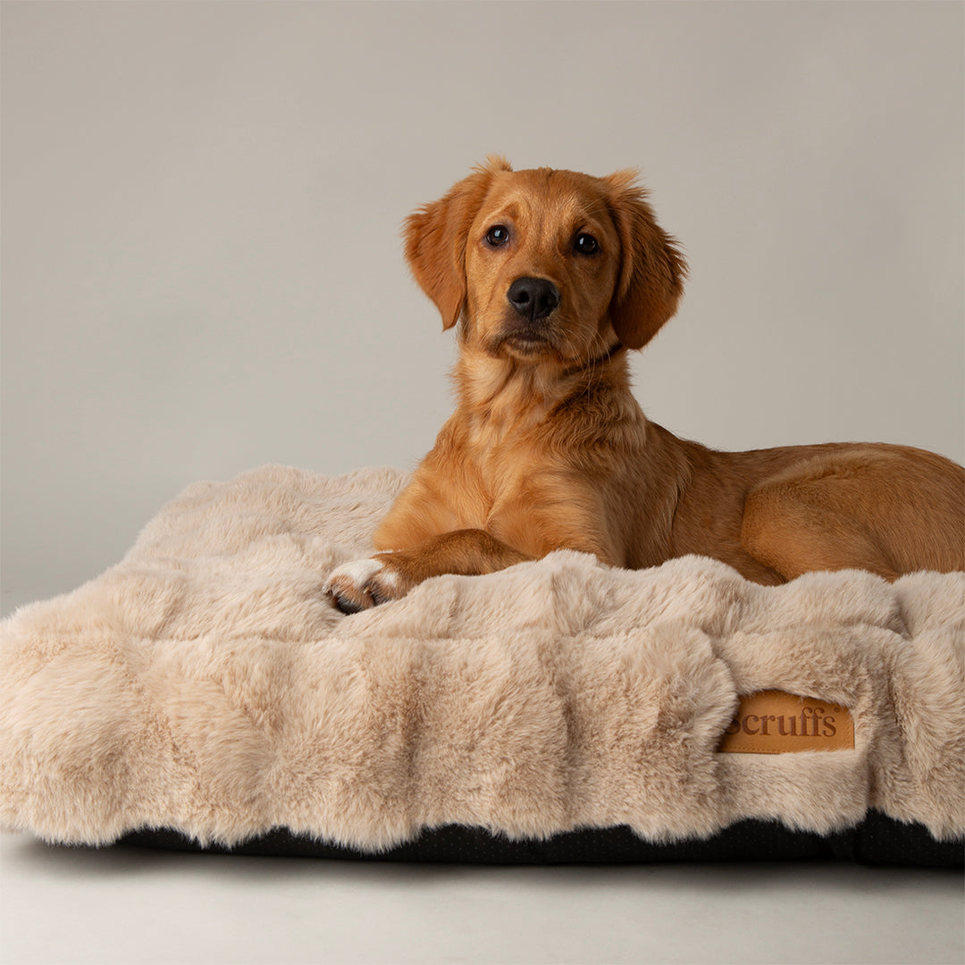 Dog lying on a fluffy dog mattress with 'Scruffs' branding against a neutral background