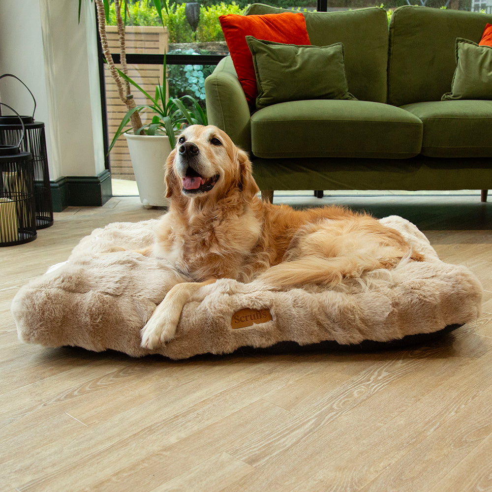 Dog lying on a fluffy dog mattress in a living room with a green sofa and plants.