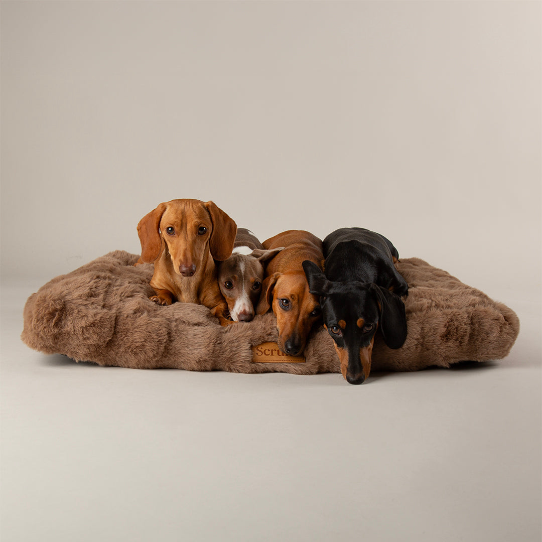 Four dogs lying on a fluffy brown dog mattress against a plain background