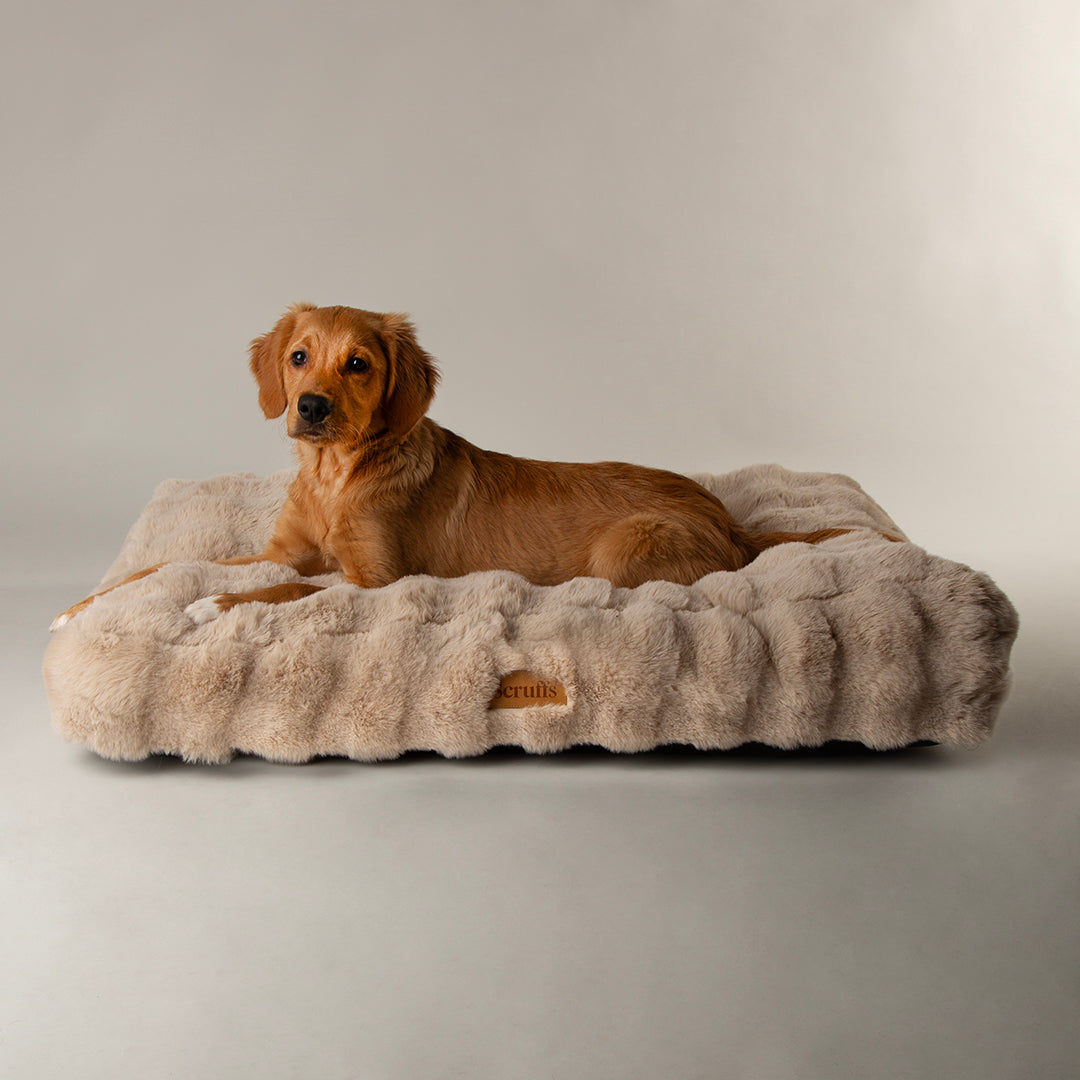 Dog lying on a fluffy beige dog mattress against a plain background