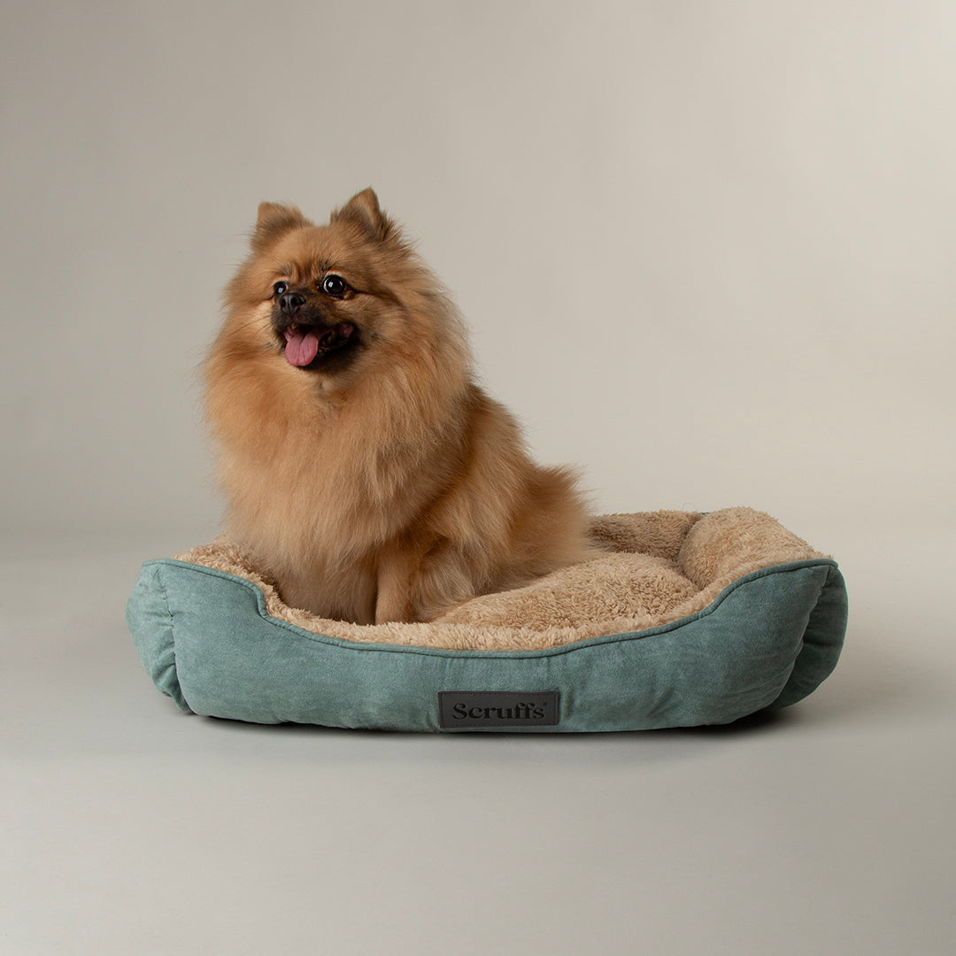 Small dog sitting on a green soft dog bed with a plain background.