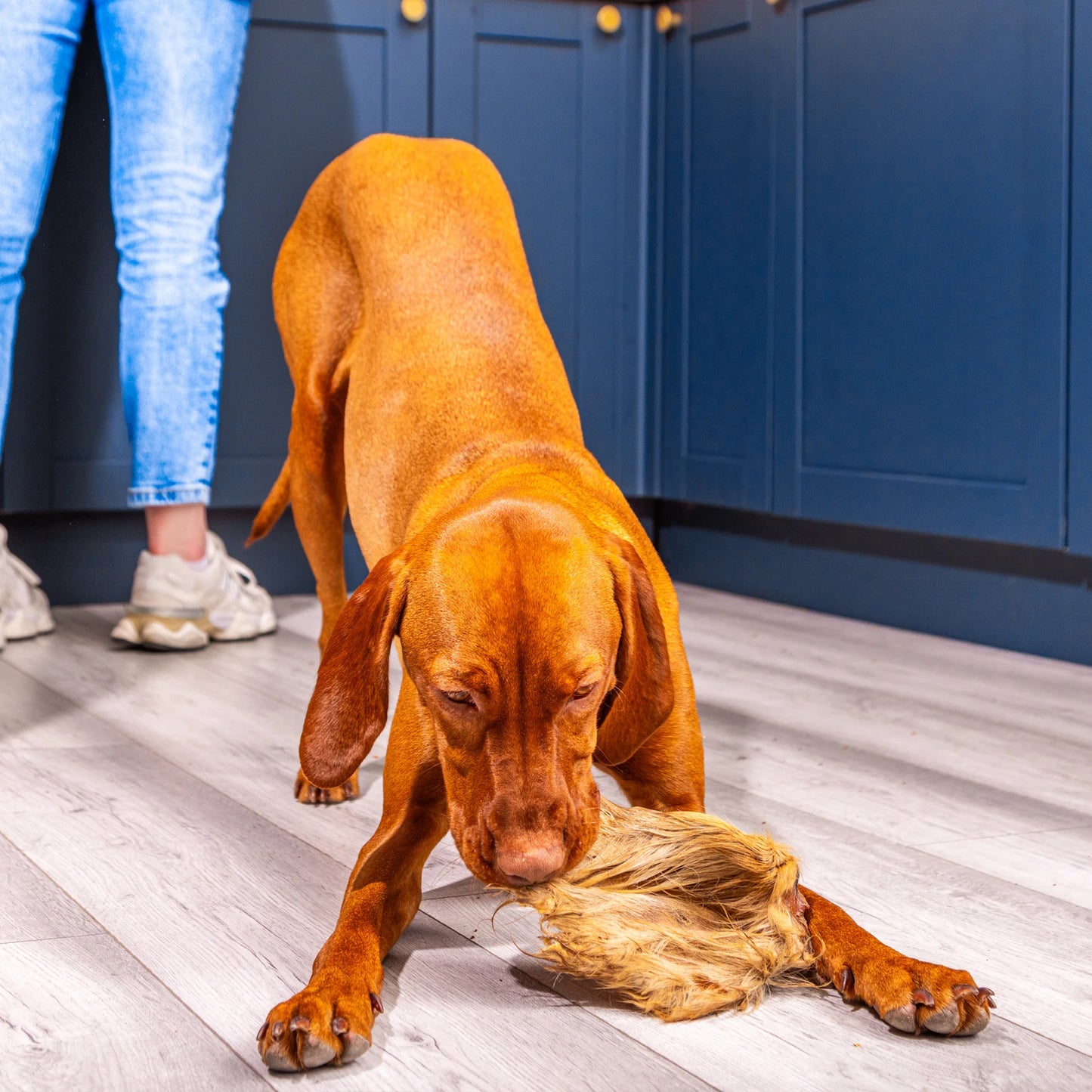 Dog playing with hairy cow ears natural dog treats in a kitchen with blue cabinets