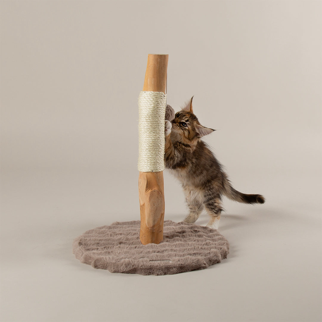 Kitten playing with a wooden cat scratching post on a neutral background