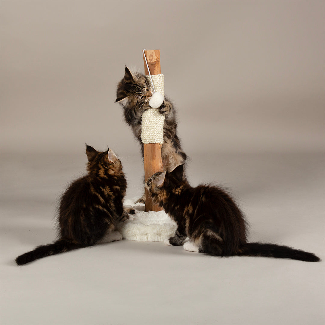 Three kittens playing with a wooden cat scratching post on a plain background
