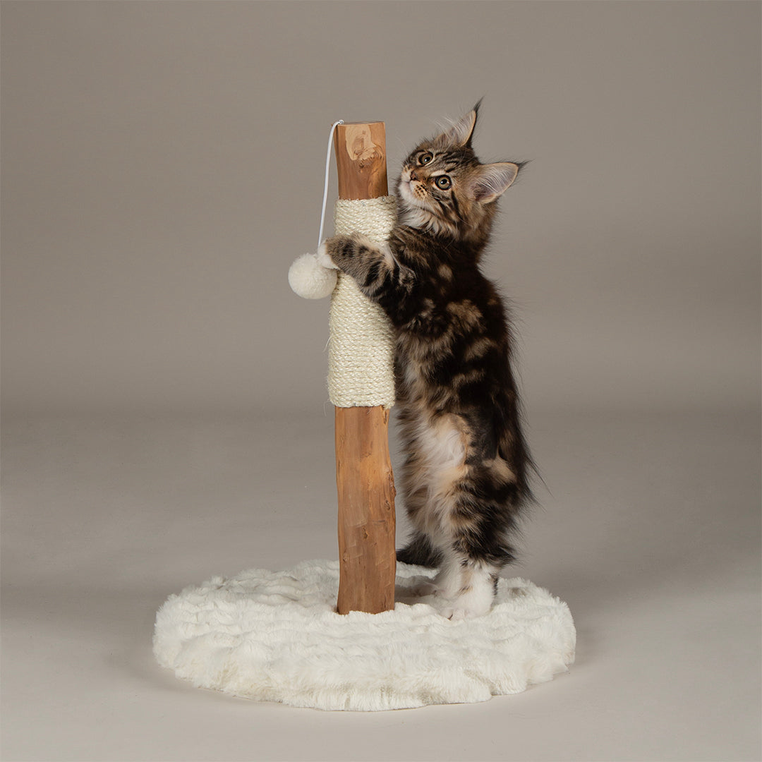 A kitten standing upright against a cat scratching post.