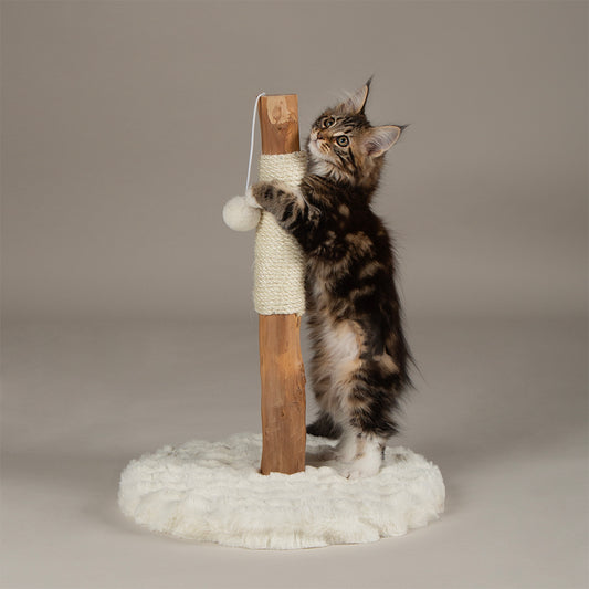 A kitten standing upright against a cat scratching post.