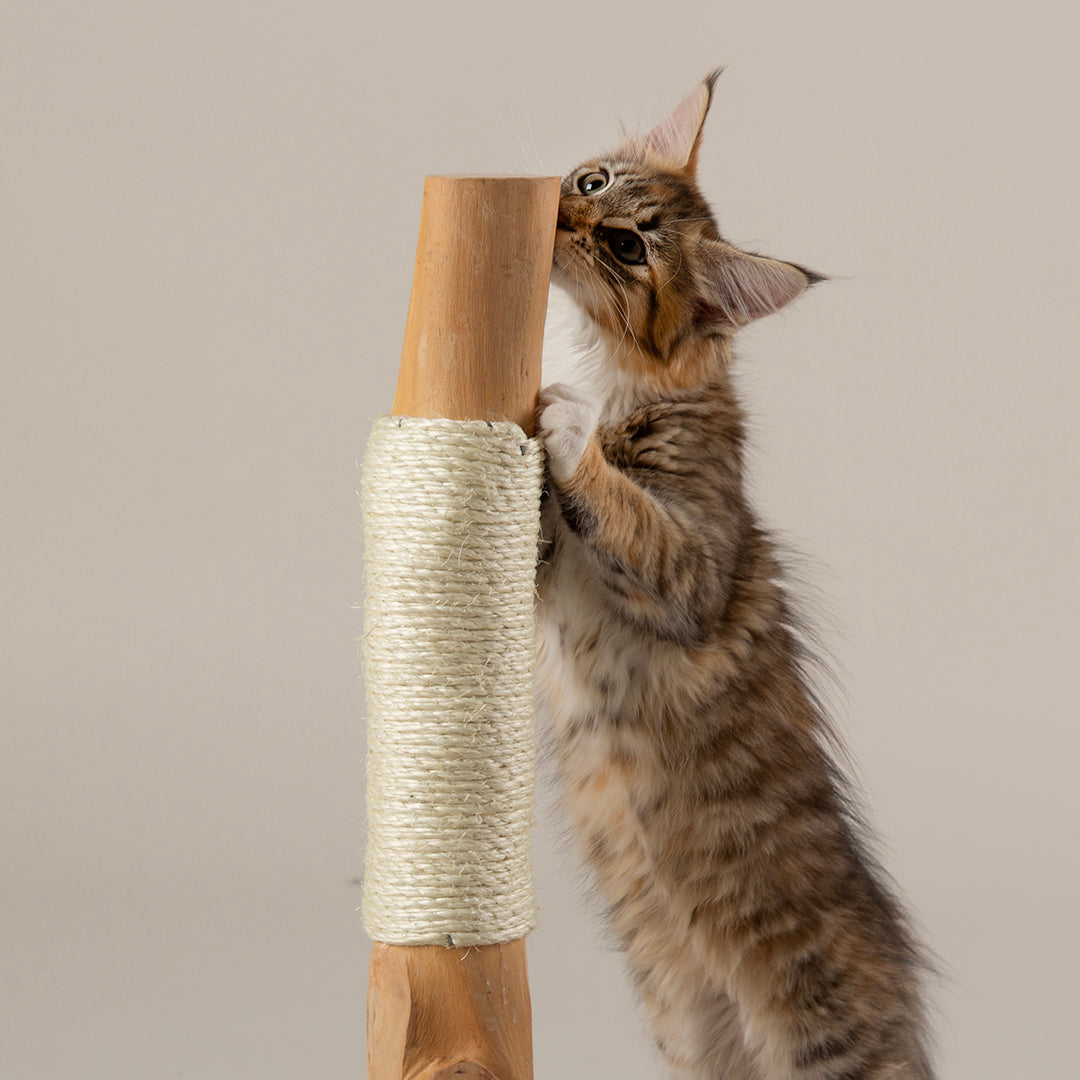Kitten playing with a wooden cat scratching post against a plain background