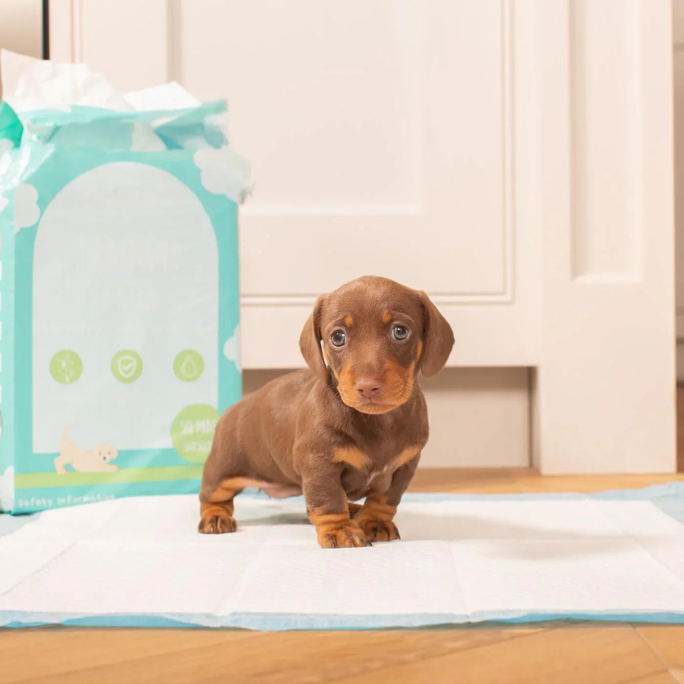 Dachshund puppy standing on a puppy training pad