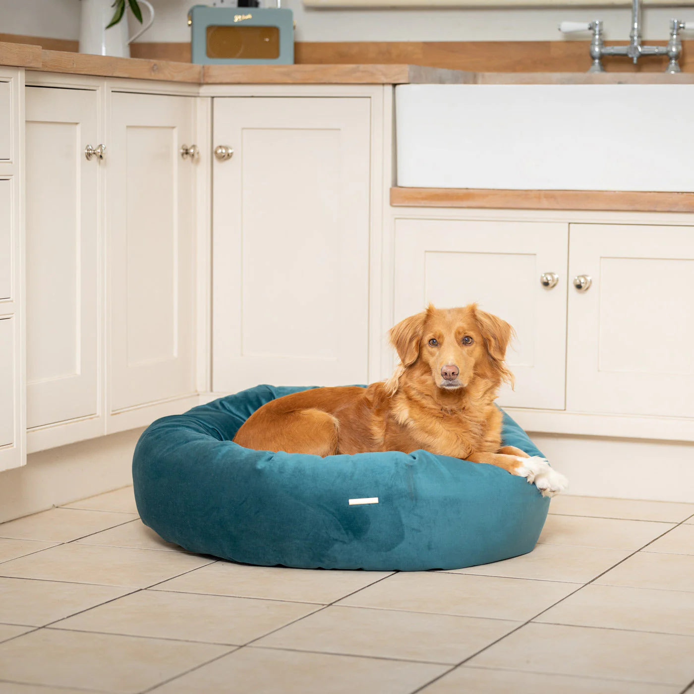Dog resting in Lords & Labradors Marine velvet donut dog bed indoors