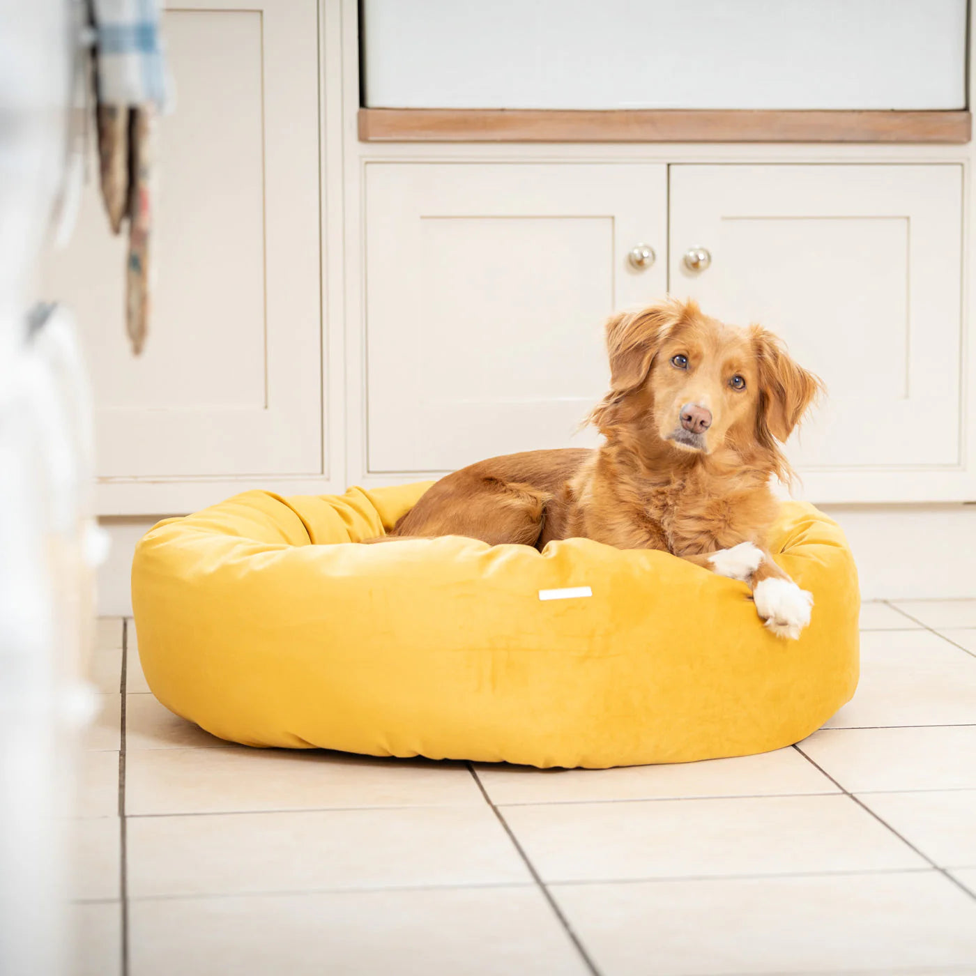 Dog resting in Lords & Labradors Saffron velvet donut dog bed indoors