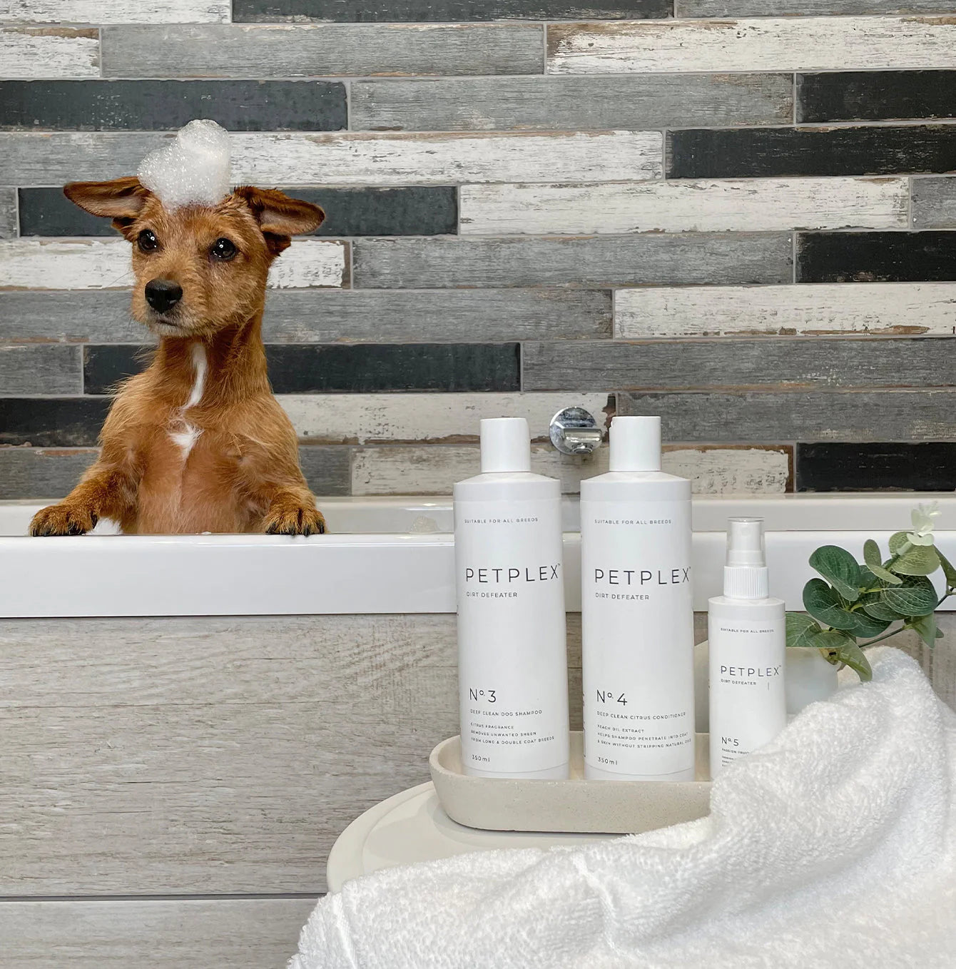 Dog in a bathtub with PetPlex dirt defeater deep clean dog shampoo, dog conditioner, and dog cologne bottles on a tray